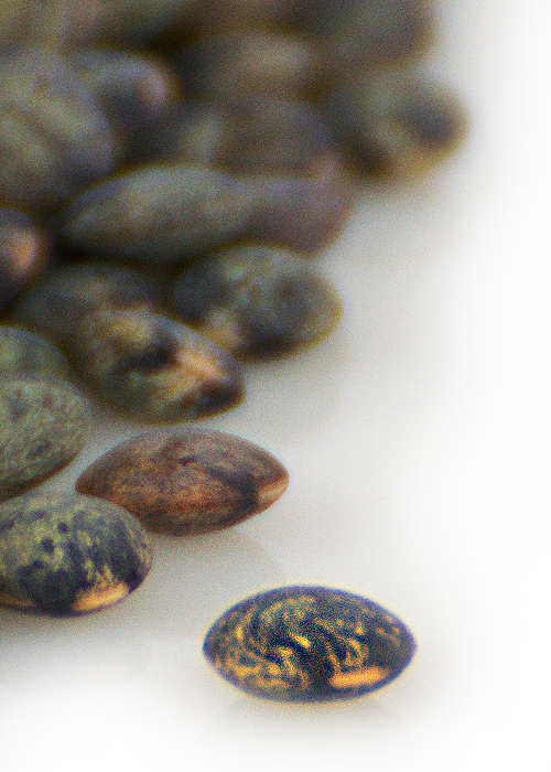 lentille de la ferme des Noues