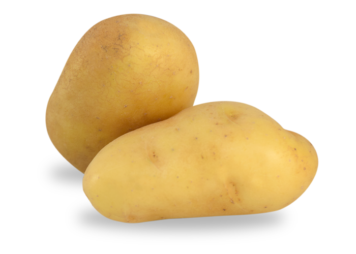 pomme-de-terre-AGATA-la-ferme-des-noues