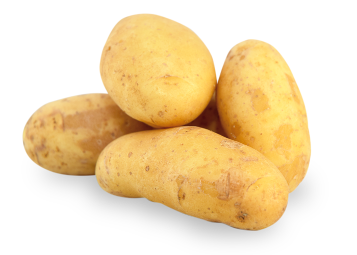 pomme-de-terre-Jazzy-la-ferme-des-noues